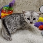Mau Silver female DOB 11-8-22
