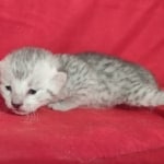 Mau Silver female DOB 11-8-22