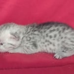 Mau Silver female DOB 11-8-22