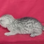 Mau Silver female DOB 11-8-22