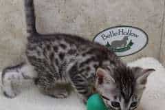 Beauford Mau Silver Male  DOB 2-20-23