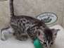 Beauford Mau Silver Male  DOB 2-20-23