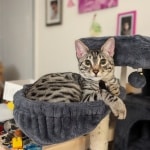 Beauford Egyptian Mau DOB 3-20-23