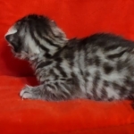 Egyptian Mau Silver Male DOB 2-20-23