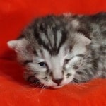 Egyptian Mau Silver Male DOB 2-20-23