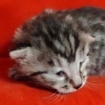 Egyptian Mau Silver Male DOB 2-20-23