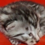 Egyptian Mau Silver Male DOB 2-20-23