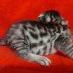 Egyptian Mau Silver Male DOB 2-20-23