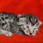 Egyptian Mau Silver Male DOB 2-20-23