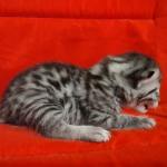 Egyptian Mau Silver Male DOB 2-20-23