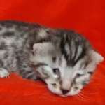 Egyptian Mau Silver Male DOB 2-20-23