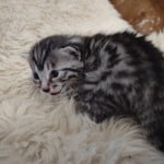 Egyptian Mau Silver Male DOB 2-20-23