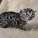 Egyptian Mau Silver Male DOB 2-20-23