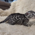 Egyptian Mau Silver Male DOB 2-20-23