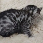 Egyptian Mau Silver Male DOB 2-20-23