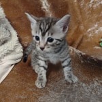 Egyptian Mau Silver Male DOB 2-20-23
