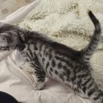 Egyptian Mau Silver Male DOB 2-20-23