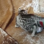 Egyptian Mau Silver Male DOB 2-20-23