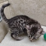 Egyptian Mau Silver Male DOB 2-20-23