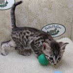 Egyptian Mau Silver Male DOB 2-20-23