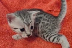 Julianna Mau silver female #1 DOB 2-7-22