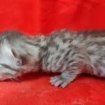 Mau silver female DOB2-7-22