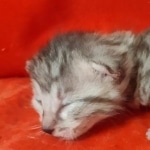 Mau silver female DOB2-7-22