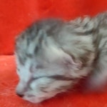 Mau silver female DOB2-7-22