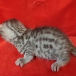 Mau silver female DOB2-7-22