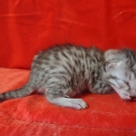 Mau silver female DOB2-7-22