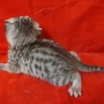 Mau silver female DOB2-7-22