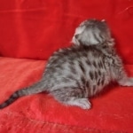 Mau silver female DOB2-7-22