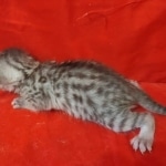 Mau silver female DOB2-7-22