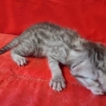 Mau silver female DOB2-7-22