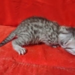 Mau silver female DOB2-7-22