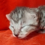 Mau silver female DOB2-7-22