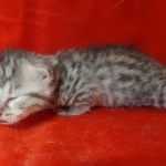 Mau silver female DOB2-7-22