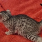 Julianna Mau silver female DOB2-7-22