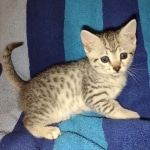 Julianna Mau silver female DOB2-7-22