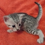 Julianna Mau silver female DOB2-7-22