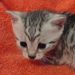 Julianna Mau silver female DOB2-7-22