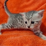 Julianna Mau silver female DOB2-7-22