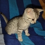 Julianna Mau silver female DOB2-7-22