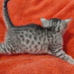 Julianna Mau silver female DOB2-7-22