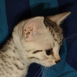 Julianna Mau silver female DOB2-7-22