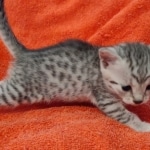 Julianna Mau silver female DOB2-7-22