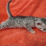 Julianna Mau silver female DOB2-7-22