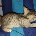 Julianna Mau silver female DOB2-7-22