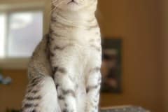 Joan Mau Silver Female #1 DOB 4-1-20