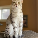 Joan ,Mau, silver, female, DOB 4-1-20